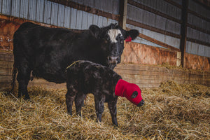 winter calving  preventative  neoprene  handmade in canada  handmade  frozen ears  freezing  calf hood  balaclava  balacalfa